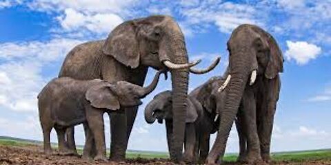 Elephants are the largest existing land animals