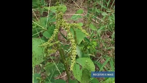 Planta incrível que Promove a perda de peso e Diminui o colesterol!