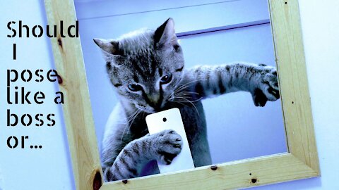Funny Cat And mirror Video