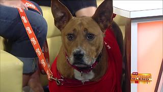 Safety Tips for Traveling with Your Pets