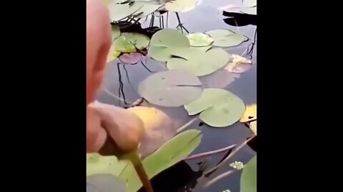 Removing algae from water lily to help it bloom