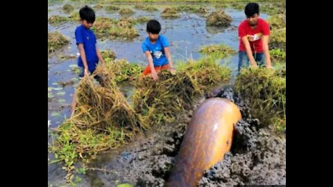 Unbelievable Boys Searching & Catching Big Shoal fish in Mud Water❤️Unique Kids Hand Fishing Video