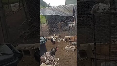 Farm cam. Mother hen watches her chick