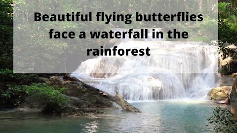 Beautiful flying butterflies face a waterfall in the rainforest