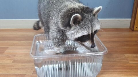 Pet raccoon gets adorably pranked by his owner