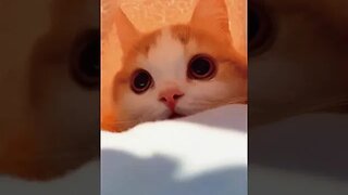 CAT VIDEO