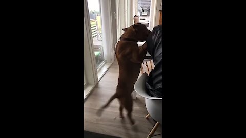 Clumsy dog slips and falls to the floor