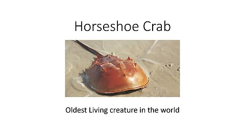 Horseshoe Crab | Oldest creature