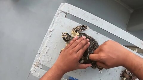 Rescue Sea Turtle Removing Barnacles From a Poor Sea Turtle | animals, Nature, turtles, ocean, ASMR9