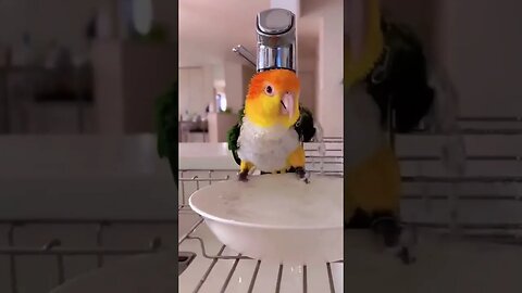 How To Bird Shower Like a Pro!