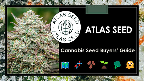 20 Best Atlas Seed Strains: Buyer's Guide