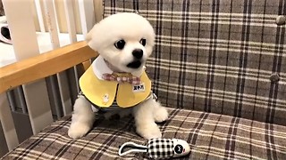 Pomeranian becomes extremely possessive of his toys