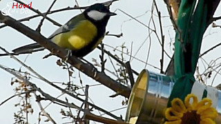 How To Make a Bird Feeder From a Tin Can With a Little Help From Your Dogs