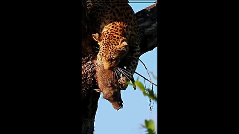 Jaguar takes wild boar to tree to eat