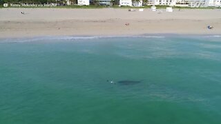 Drönare fångar bilder av en haj som närmar sig simmare i Miami