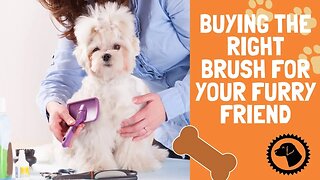 Buying the Right Brush for your Furry Friend | DOG PRODUCTS 🐶 #BrooklynsCorner