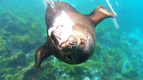 Enormous male sea lion charges at swimmer