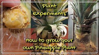 How to Grow a Pineapple Plant at Home!