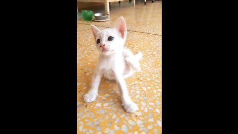 Adorable Kitten Scratching In The Air #shorts #rumbleshorts videos