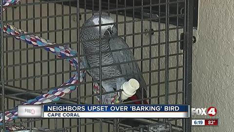 'Barking' bird lands owner written warning from animal services