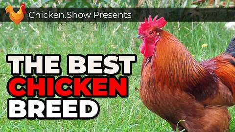 Number One Chicken Breed