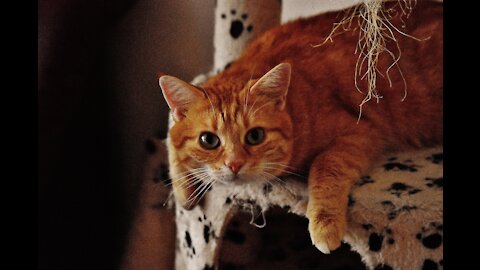 Little Kitten Playing His Toy Mouse