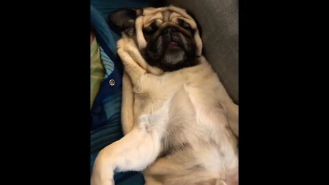 Rise and SHINE. (Sound is required for this one) . . #pug #puglife #puppy #puppylove #Puppies