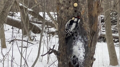 Wood Pecker James Gardens Toronto