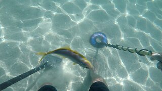 Underwater Metal Detecting Miami Beach! (Found Gold)