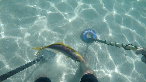 Underwater Metal Detecting Miami Beach! (Found Gold)