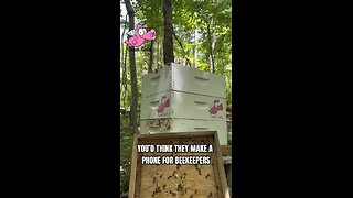 Beehive Inspection