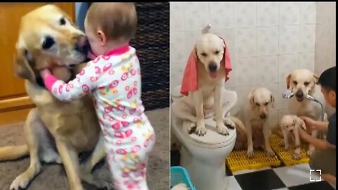 Baby Dogs -Funniest and Cutest Labrador Puppies | Best Funny Animals Videos 2022 || Part 3