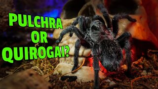 The MYSTERY of the Brazilian Black Tarantula!