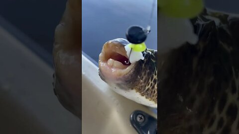 Puffer Fish Teeth! Big Chompers | #shorts