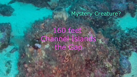 Mola Mola and MYSTERY Creature! The Gap Santa Cruz and Anacapa 160 feet