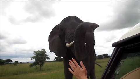 Wild African Elephant uses trunk to say hello