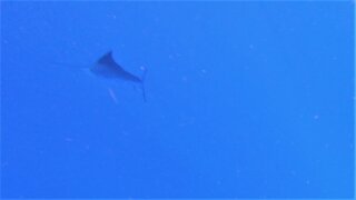 Swimmer has near miss with torpedoing sailfish