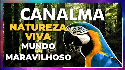 Música relaxante | Natureza Mundo Maravilhoso | Para Inspirar Acalmar e Contemplar