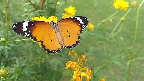 Orange butterfly on a yellow flower