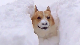 Corgi is swimming in the snow and having a great time!