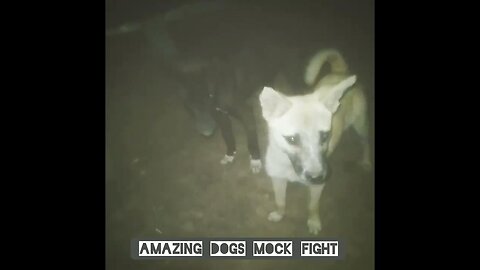 Watch how amazing dogs mock fighting behavior is!