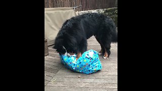 Bernese Mountain Dog excitedly opens birthday present