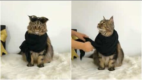 Meet Yves, the fashionista cat