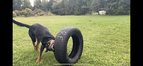 ROTTIE RUMBLES for RUMBLE!!!