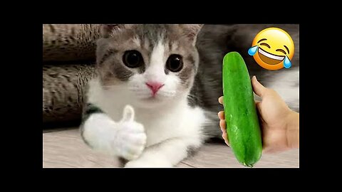 Try Not To Laugh 😂 Funniest Cats and Dogs 2023 😹🐶