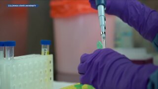 CSU teams working on 4 different Covid-19 vaccines