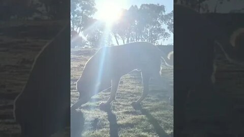 Kangal checking his property on a cool spring morning in Australia. #shorts #kangal #animals