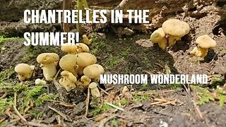 How to find Chantrelles in the Summer!!