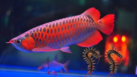 Giant arowana eats 2 centipedes