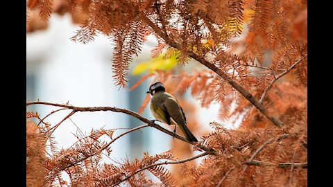 10 Best Birds Of Nature